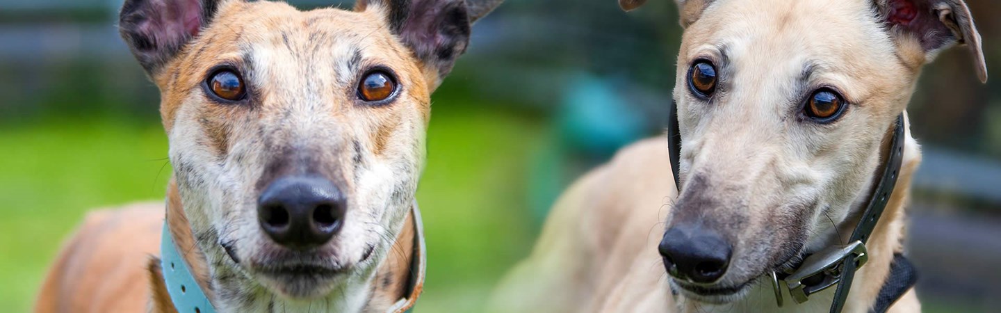 Home | East Midlands Dog Rescue